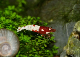 Red Pinto Belly