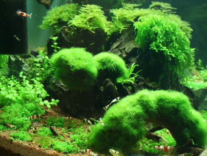 You are currently viewing Aquascape